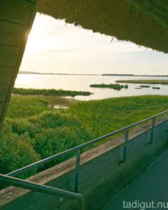 Utsikt och fågelskådning vid Naturum Tåkern, Glänås och Toregårdsören