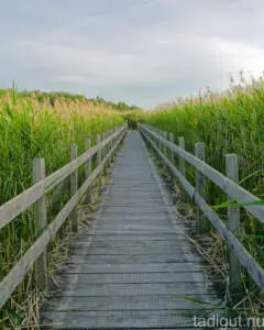 Strandpromenaden vid Naturum Tåkern