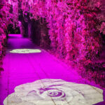 Lövtunnel upplyst i rosa och magenta ljus med projicerade rosmotiv på marken, del av Vinterljus-installationerna i Linköping