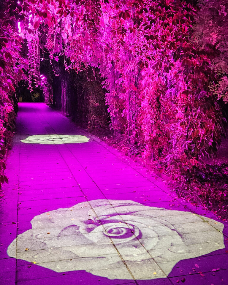 Lövtunnel upplyst i rosa och magenta ljus med projicerade rosmotiv på marken, del av Vinterljus-installationerna i Linköping