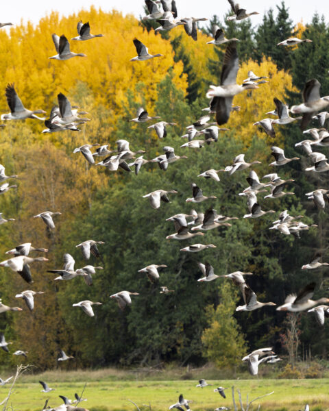 Stor flock grågäss lyfter över höstfärgat landskap vid Rosenkällasjön i Östergötland, med gula björkar och gröna granar i bakgrunden