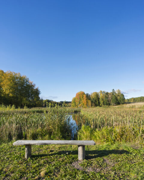 Träbänk vid en vassbevuxen damm i Västra Hargs naturreservat, omgiven av höstfärgade lövskogar under klarblå himmel