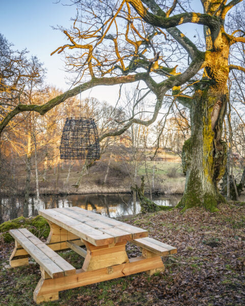 Piknikbord under en mossbeklädd ek med hängande korglampa vid vattnet i Solberga naturreservat, Mjölby kommun