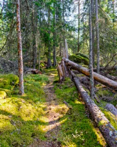Smal skogsstig genom mossbeklädd barrskog med fallna trädstammar längs Ingvastebo kvarns vandringsled i Östergötland