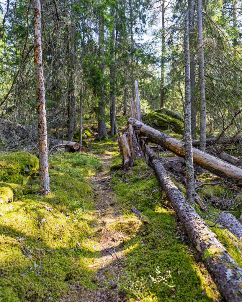 Smal skogsstig genom mossbeklädd barrskog med fallna trädstammar längs Ingvastebo kvarns vandringsled i Östergötland