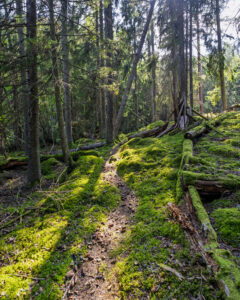 Smal skogsstig genom mossbeklädd granskog längs Ingvastebo kvarns och sågs vandringsled i Östergötland