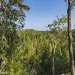 Utsikt över tät barrskog och blandskog från utsiktsplatsen vid Amundebo längs Östgötaleden, en solig dag med klarblå himmel