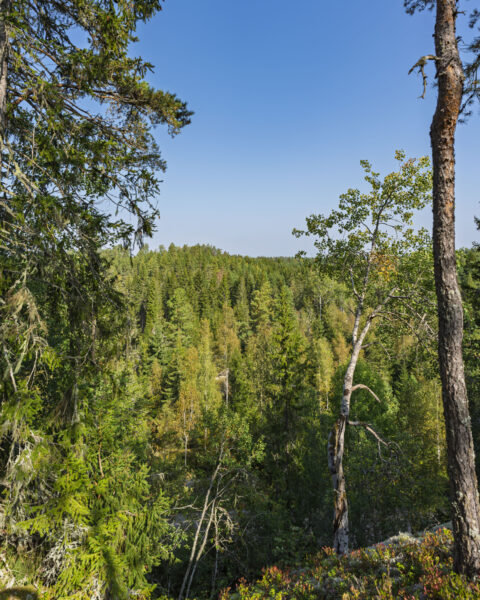 Utsikt över tät barrskog och blandskog från utsiktsplatsen vid Amundebo längs Östgötaleden, en solig dag med klarblå himmel