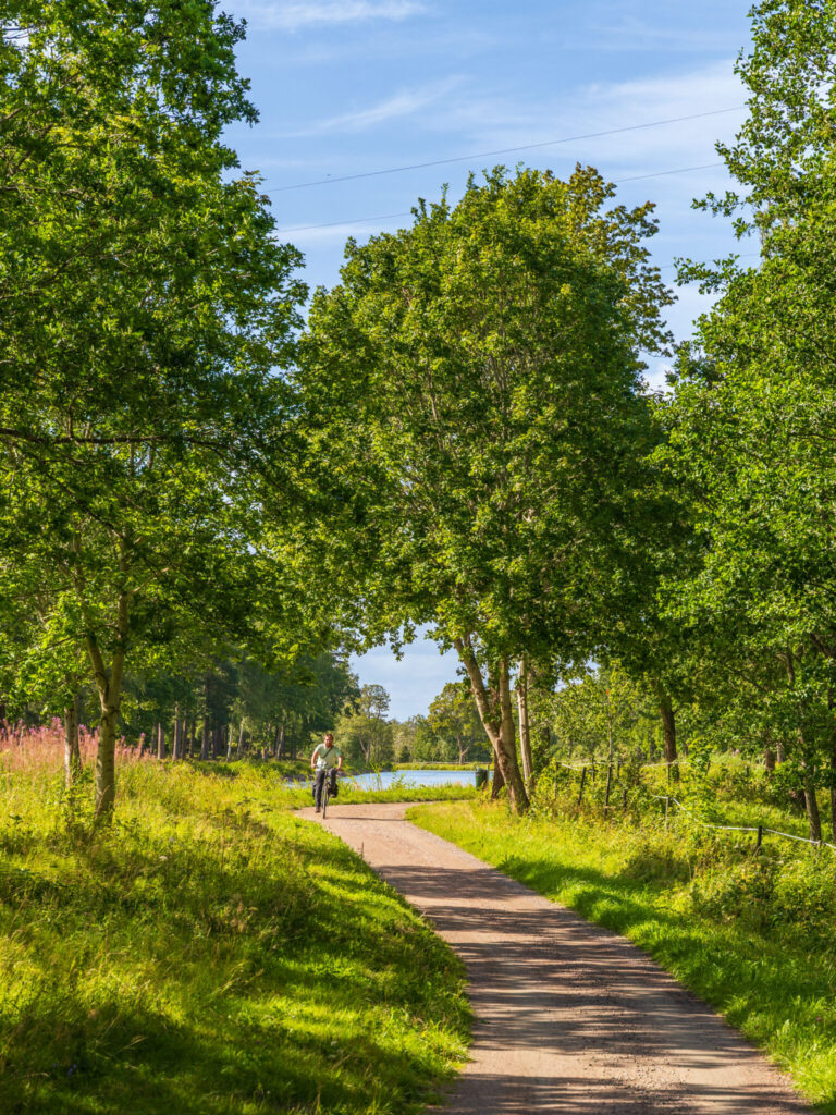 Cyklist på en trädkantad grusväg längs Göta kanals dragväg nära Borensberg, med frodig grönska och vatten i bakgrunden.