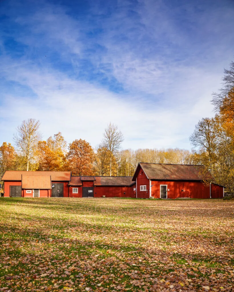 Röda lador och ekonomibyggnader i Landeryds hembygdspark en höstdag med löv på marken och träd i höstfärger, Östergötland