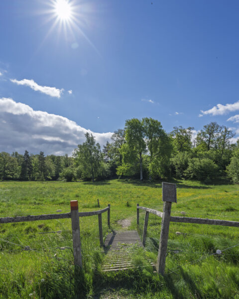 Stättövergang genom grön beteshage i Tinnerö eklandskap med lövträd och strålande sol mot blå himmel