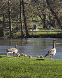 Två grågäss med en kull duniga ungar på en grön gräsmatta vid Stångån i centrala Linköping, med lummig park i bakgrunden.