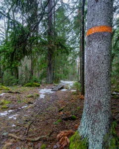 Orangemarkerad vandringsled genom barrskog med spångar och snörester i Ekängsdalen längs Östgötaleden, Linköping