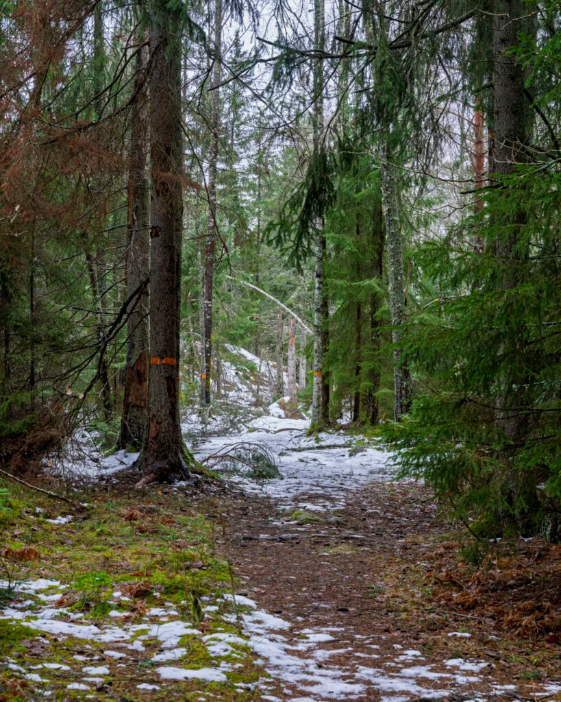 Skogsstig med orangemarkerade träd längs Östgötaleden i Ekängsdalen, med snörester på marken bland granar och tallar.