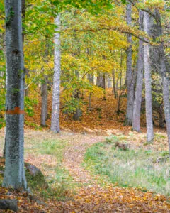 Höstlig bokskog med orangemarkerad vandringsled vid Bjärka-Säby, löv i gult och orange täcker marken längs stigen