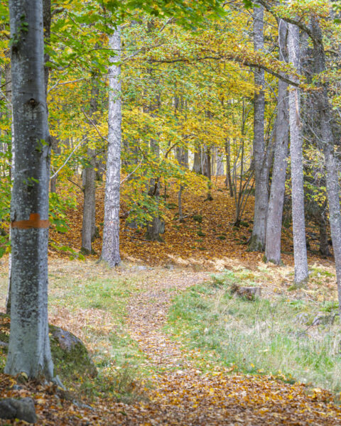 Höstlig bokskog med orangemarkerad vandringsled vid Bjärka-Säby, löv i gult och orange täcker marken längs stigen