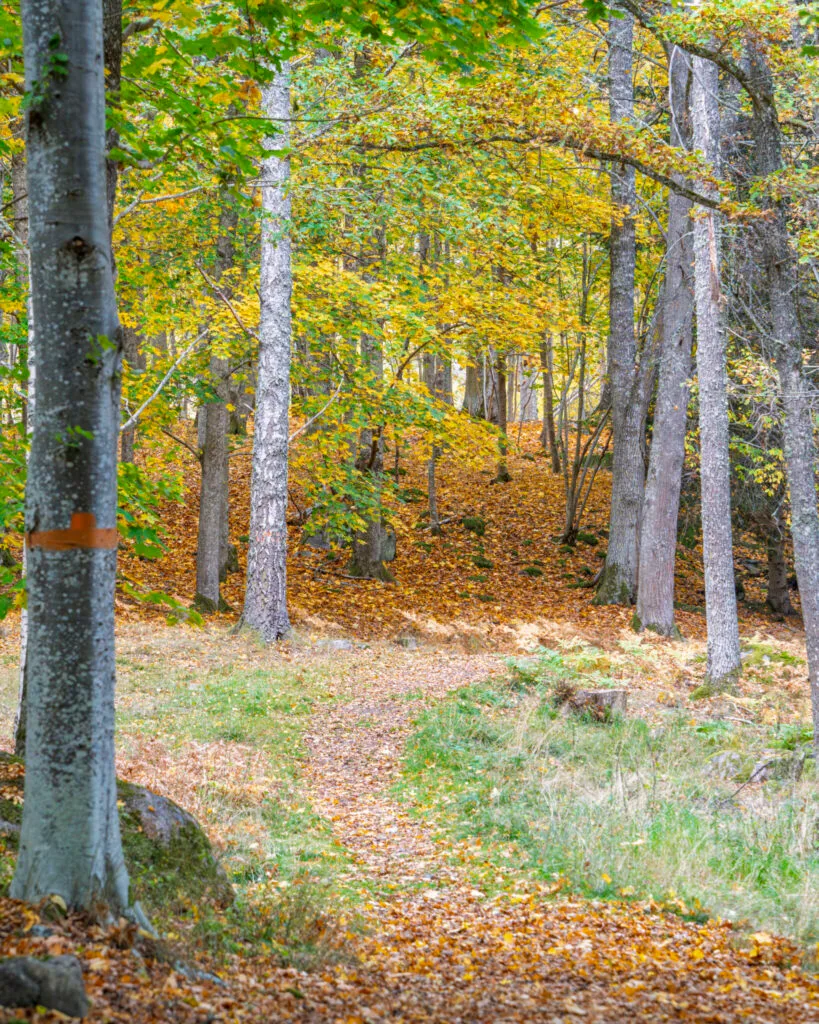 Höstlig bokskog med orangemarkerad vandringsled vid Bjärka-Säby, löv i gult och orange täcker marken längs stigen