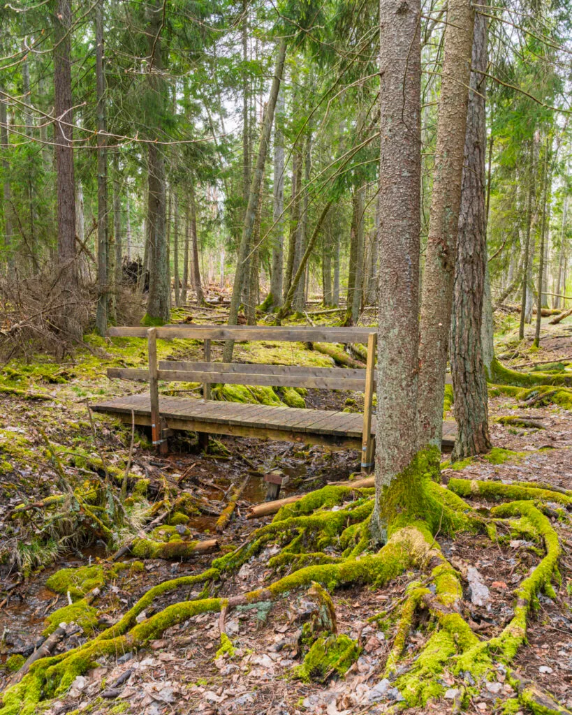 Liten träbro med räcke över en bäck i mossbeklädd barrskog längs rundslingan vid Kärna mosse, Linköping