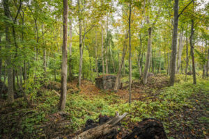 Lövskog med stenruiner i Motala ströms ravin, grönskande undervegetation och fallna trädstammar längs vandringsleden i Östergötland