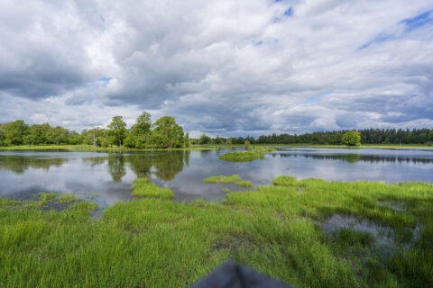 Våtmark vid Frökärret i Tinnerö eklandskap med grönt gräs, stilla vatten och lövträd under dramatisk molnhimmel