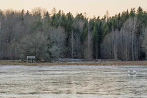 Två svanar på sjön med fågeltornet vid västra stranden, omgivet av björkar och granar i vinterskrud, Ekängsdalen, Linköping