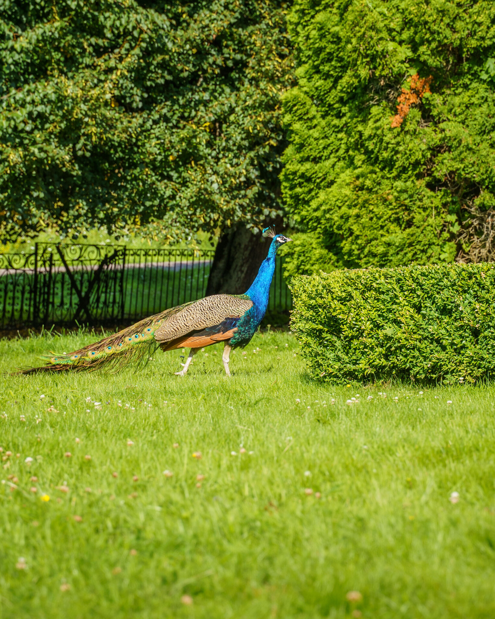 Påfågel som promenerar på en grön gräsmatta i Godegårds herrgårdsmiljö, med klippta häckar och smidestaket i bakgrunden