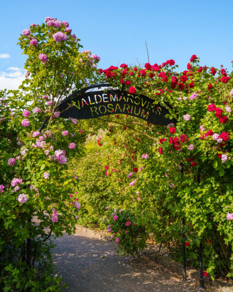 Rosenbeklädd portal med skylt till Valdemarsviks Rosarium, med rosa och röda klätterrosor i full blom en solig sommardag.
