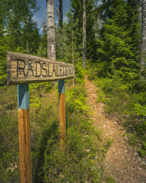 Träskylt med texten "Rådslaleden" vid en smal skogsstig som leder uppför en kulle genom grön barrskog i Östergötland