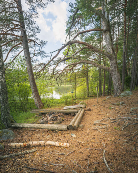 Rastplats med eldplats och stocksitsar under en knotig gammal tall vid Hallsjön längs Rådslaleden i Östergötland