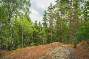 Mossbeklädd bergshäll på Huaberget vid Rådslaleden, omgiven av tallar och björkar i grön sommarskog, Östergötland