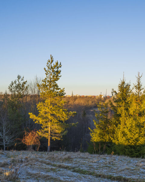 Frostigt landskap vid Tinnerökullens utsikt med solbelysta tallar och granar, Linköpings domkyrka skymtar i horisonten