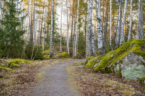Skogsstig kantad av mosstäckta stenar och björkar längs Tinneröstigen i Tinnerö Eklandskap utanför Linköping
