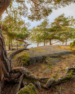 Mosstäckta klippor och vindpinade tallar vid vattnet i Hackelboöns naturreservat, Kinda kommun i Östergötland