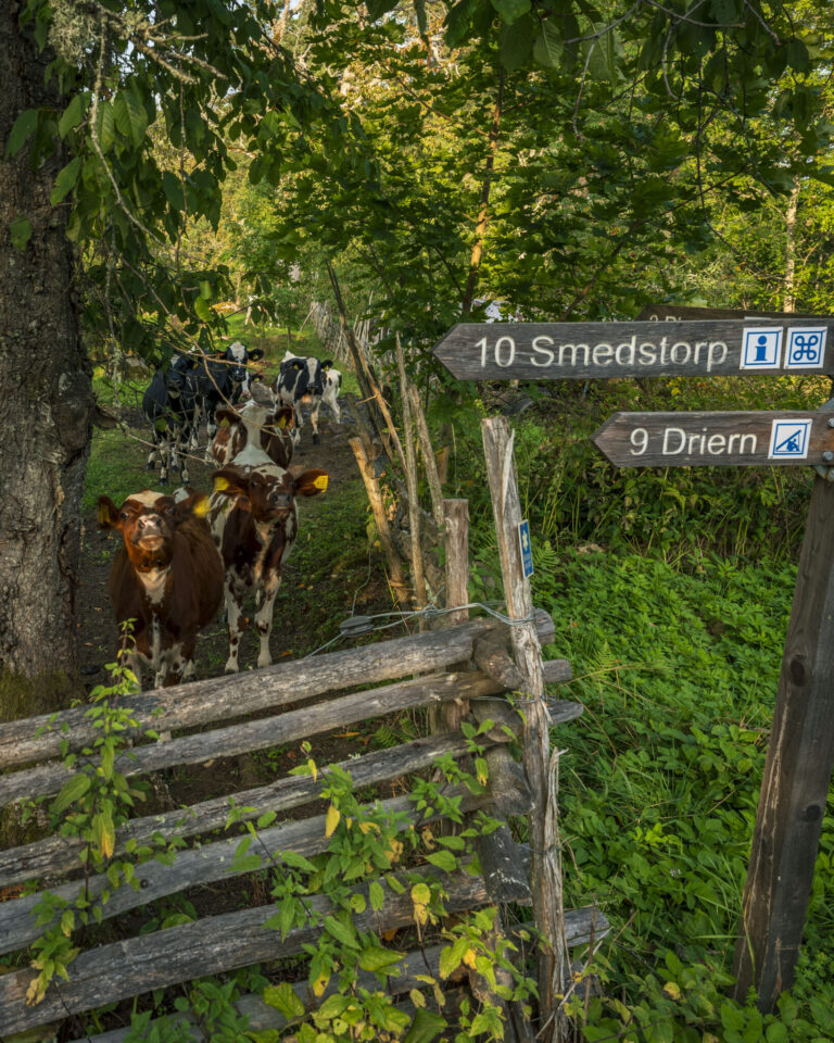 Kor på stig vid gärdesgård och vägskyltar mot Smedstorp och Driern vid Misterfalls Askäng längs Östgötaleden i Kinda