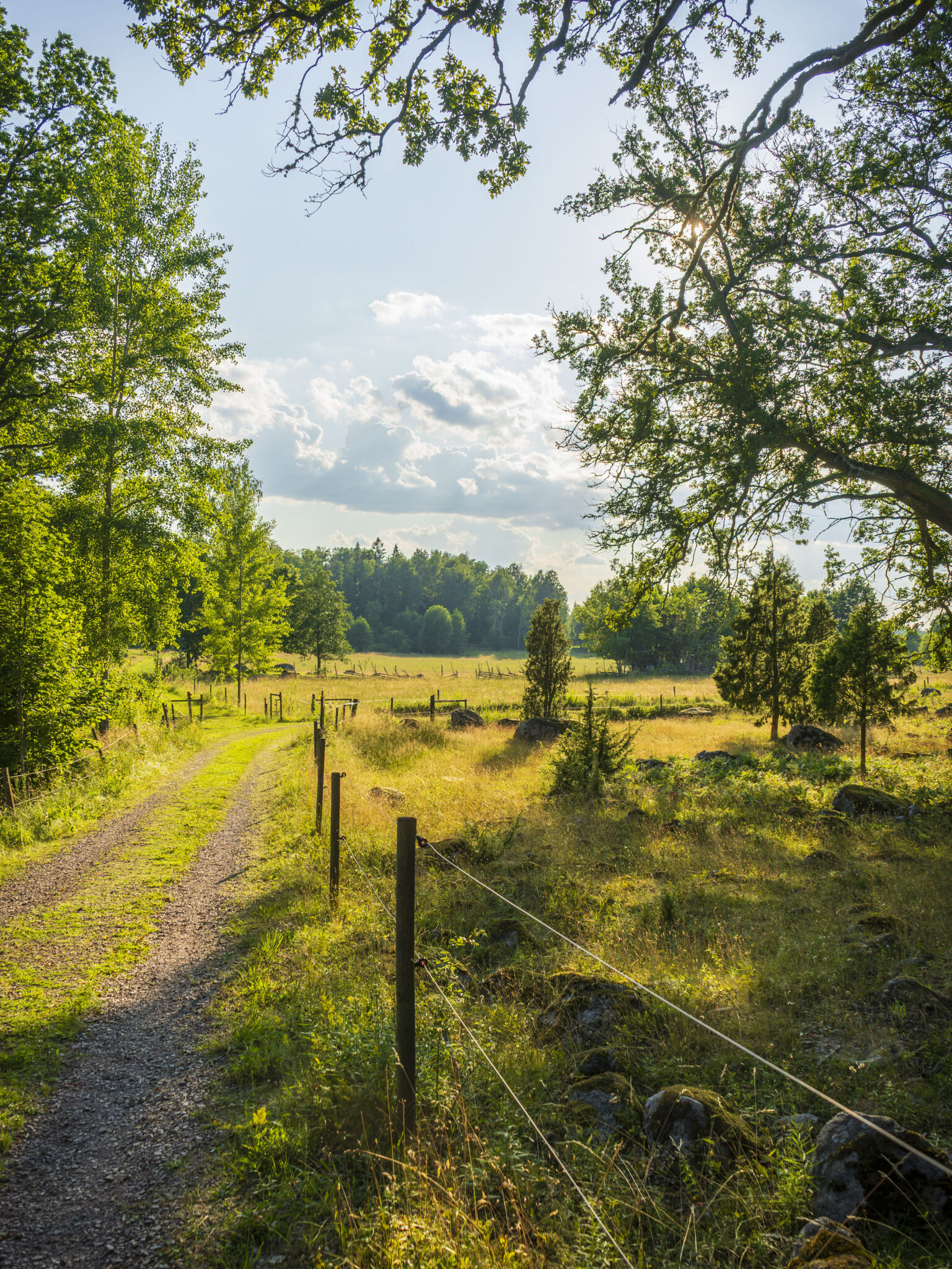 Grusväg längs stängsel genom soligt odlingslandskap med ekar och enbuskar på Östgötaleden vid Föllingsö i Kinda.