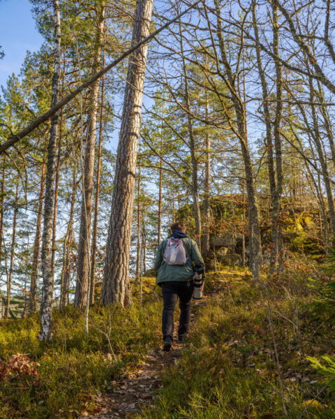 Vandrare med kamera går uppför en stig genom tallskog i Valö naturreservat vid Korpbergen, Kinda kommun, Östergötland.