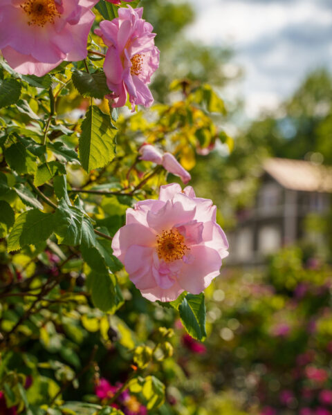 Rosa rosor i blom i Valdemarsviks rosarium med ett korsvirkeshus i bakgrunden, en somrig oas i centrala Valdemarsvik