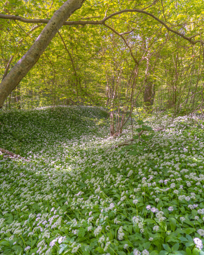 Frodig ravin i Girabäckens naturreservat med marken täckt av blommande ramslök under ljusgrönt lövtak en vårdag