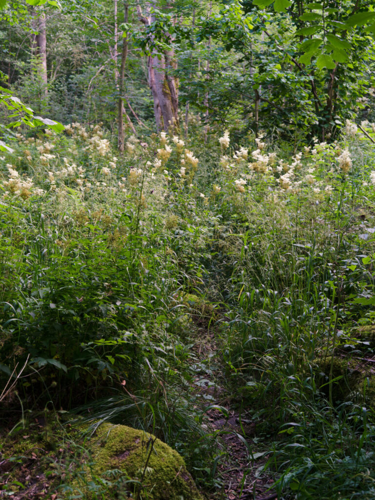 Smal skogstig som nästan försvinner i tät grönska och vita älgörtsblommor längs vägen till Brahälla slottsruin.