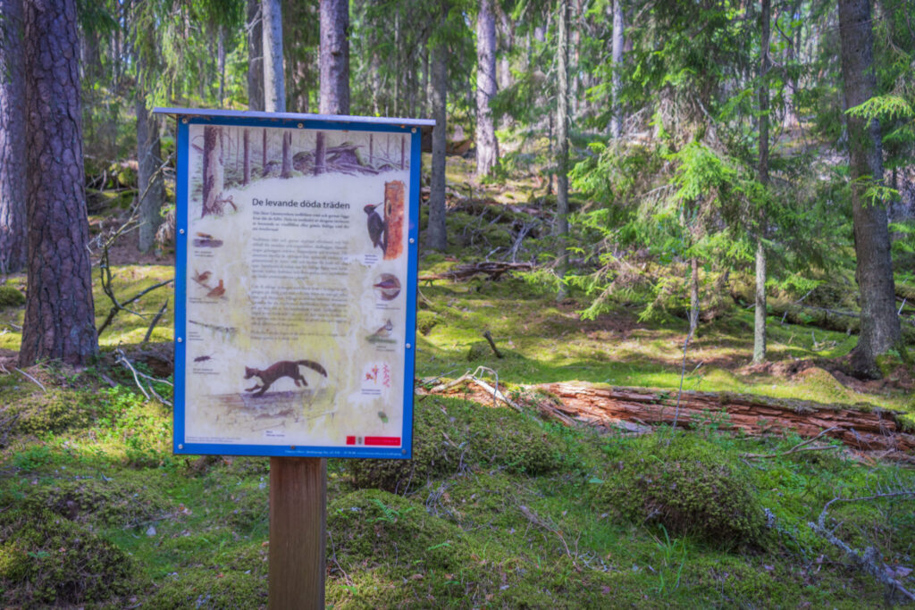 Informationsskylt om "De levande döda träden" i Holavedens urskog, omgiven av mossbeklädd granskog i Småland.