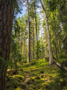 Holavedens urskog (Helvetets portar) rundslinga