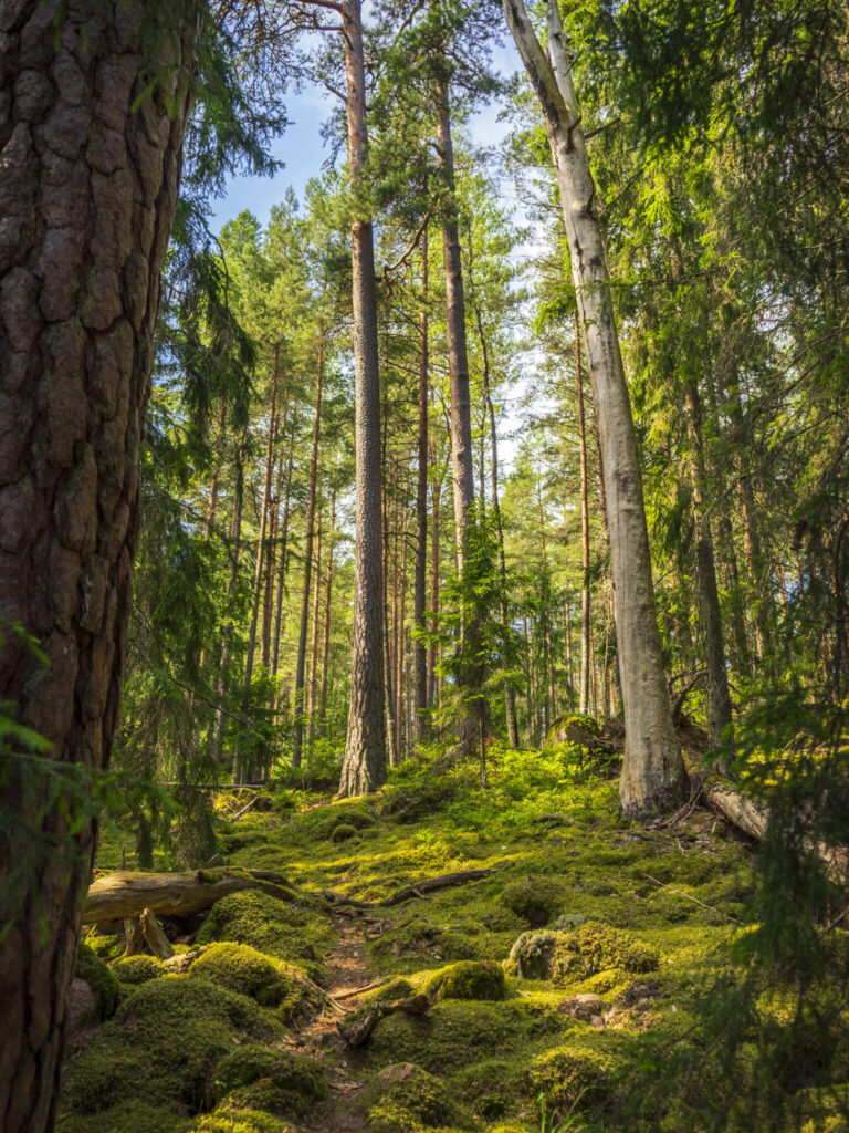 Holavedens urskog (Helvetets portar) rundslinga
