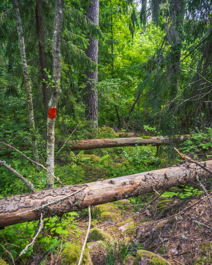 Tät urskog i Holaveden med fallna trädstammar och ett rött markeringsmärke på ett björkträd längs vandringsleden.