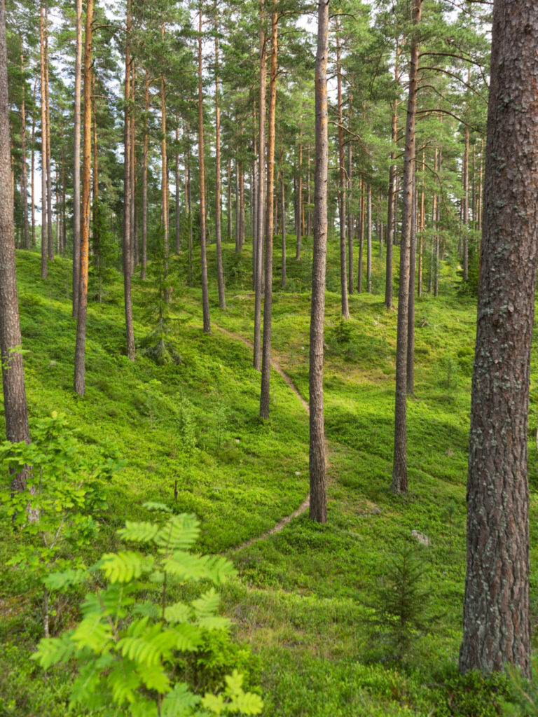 Smal skogstig slingrar sig genom frodig tallskog med grönt blåbärsris vid sjön Illern i Tranås kommun, Småland.