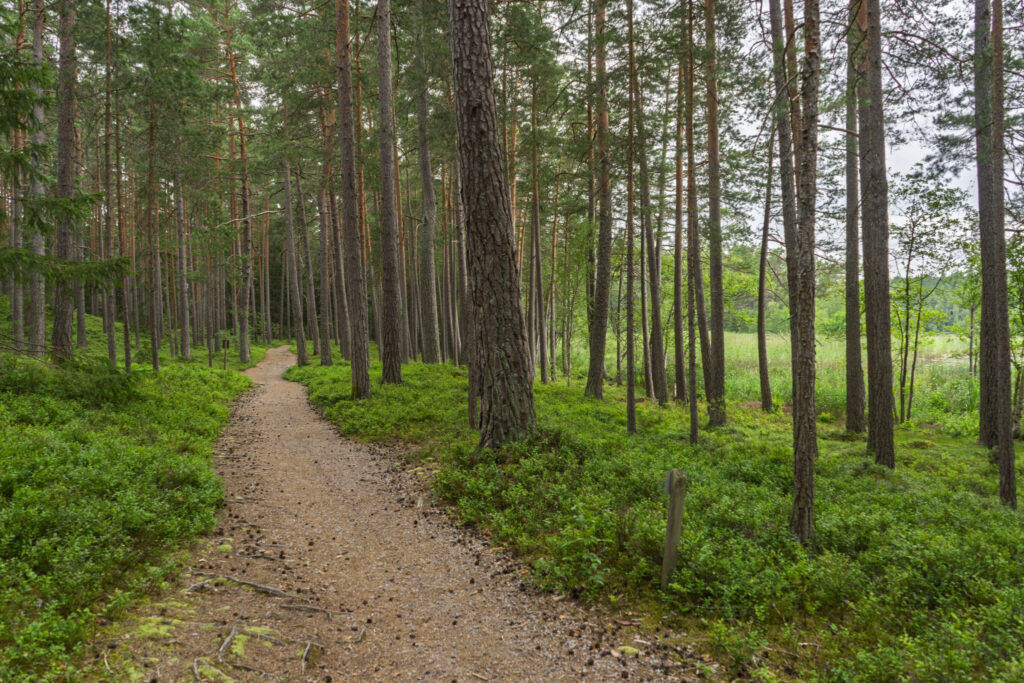 Slingrande grustig genom tallskog med blåbärsris vid sjön Illern i Tranås kommun, Småland.