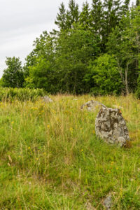 Mossbeklädda runstenar i högt gräs på Gripenbergs gravfält, omgivna av gula ängsblommor och lövskog.