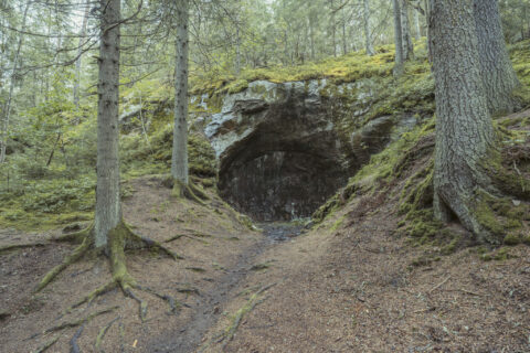 Grottliknande jättegryta i skogsbrant vid Jättegrytorna i Steneby, Dalsland, omgiven av mossbeklädda träd och rötter.