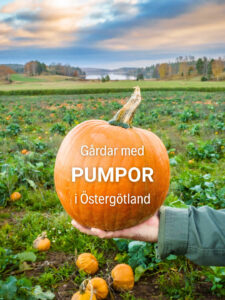 En hand håller upp en stor orange pumpa framför ett pumpafält i Östergötland med sjö och höstlandskap i bakgrunden.