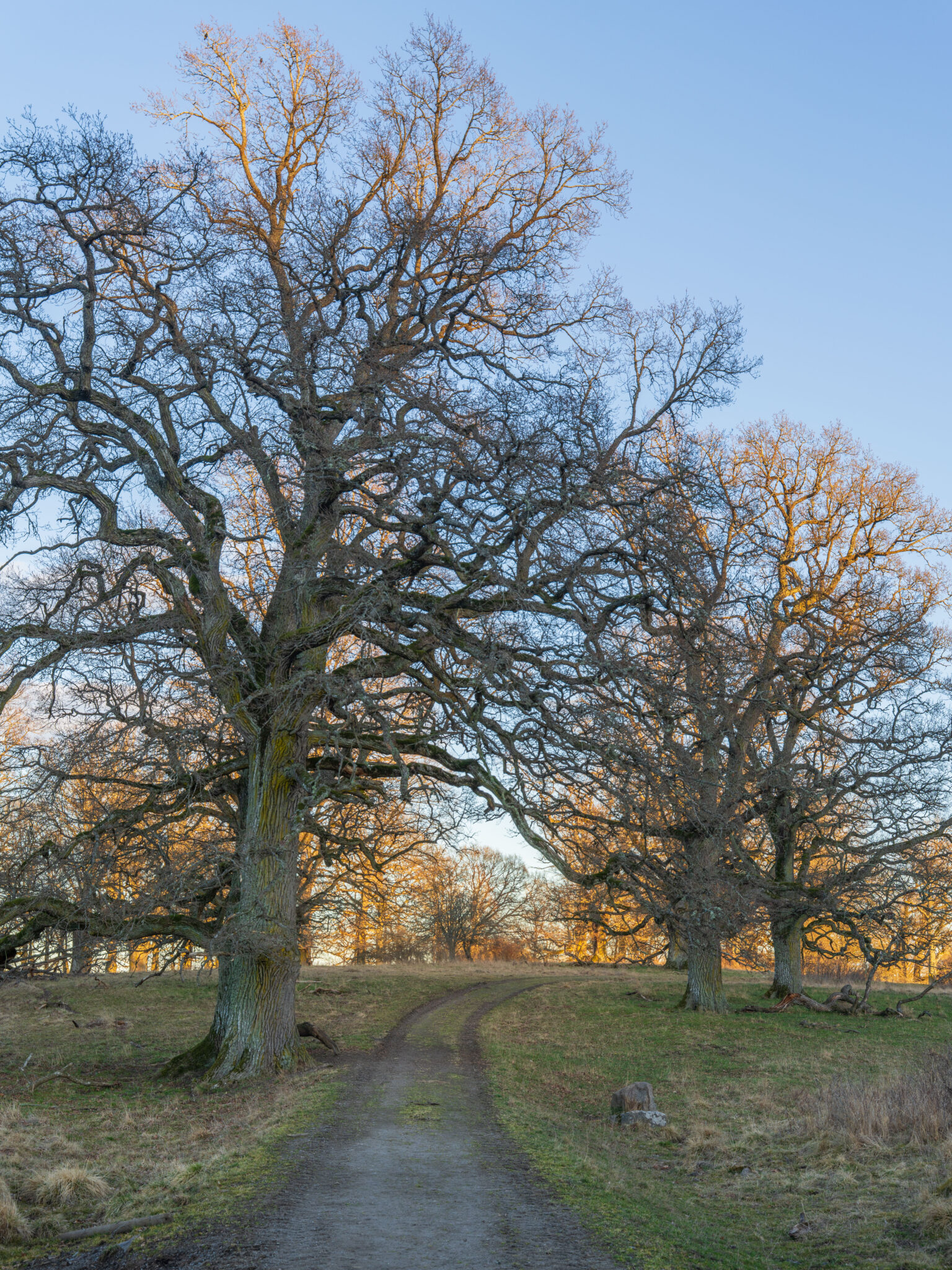 Slingrande grusväg kantad av gamla, knotiga ekar i Sturefors naturreservat utanför Linköping i gyllene kvällsljus.
