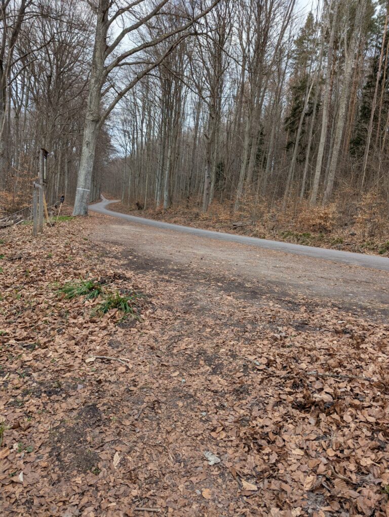Slingrande grusväg genom lövfälld bokskog på tidig vår, med bruna löv på marken, nära Ellen Keys strand i Ödeshögs kommun.
